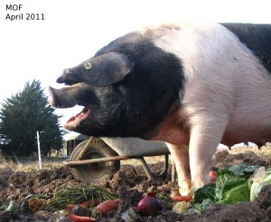 Lucy, the sow enjoying vegetables