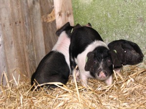 3 pigs huddled in corner
