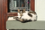Cat on window ledge