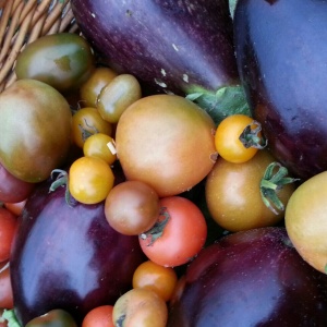 aubergines (eggplant) tomatoes